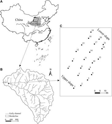 Soil Moisture Estimation and Its Influencing Factors Based on Temporal Stability on a Semiarid Sloped Forestland